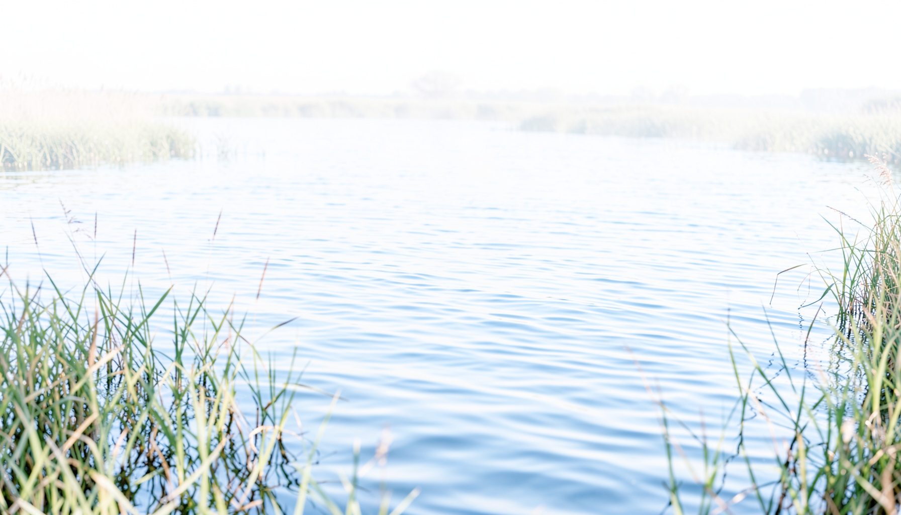 Bright, airy photograph of a calm body of water with soft ripples catching pale morning light, surrounded by muted green reeds and a hazy horizon